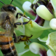 Illustration for article titled The Government Has a Plan to Prevent Bees From Going Extinct